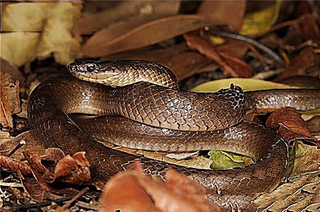 Топ 10 ретки змии во светот