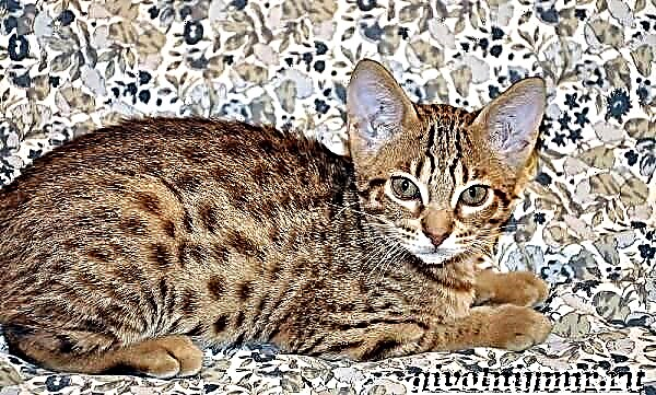 Ocicat կատու ցեղատեսակ. Նկարագրություն և խնամք