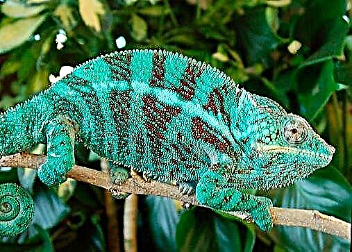 Panther Chameleon - Outro endémico de Madagascar