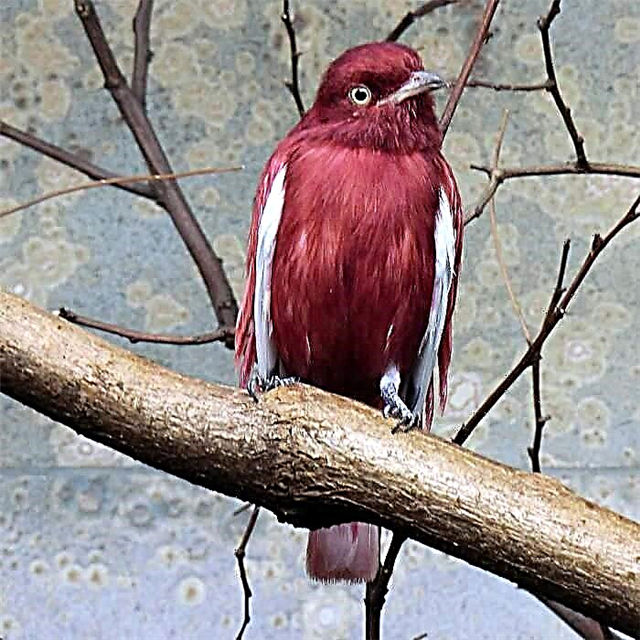 Një pompadour i zbukuruar me veshje - çfarë zogu i mahnitshëm?