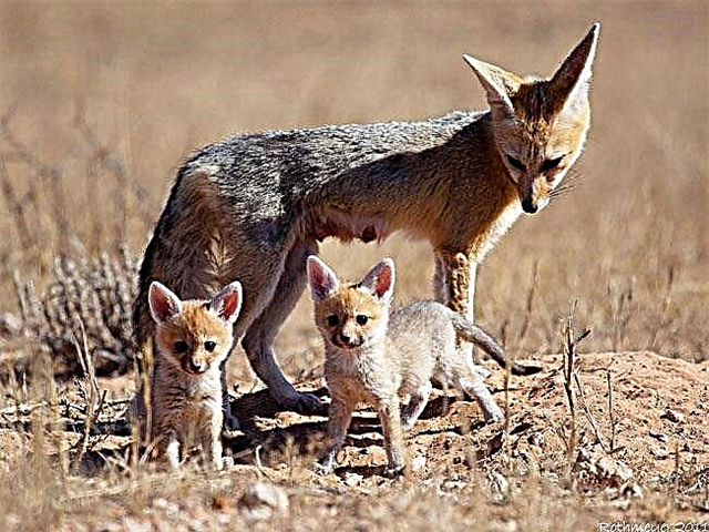 South African fox