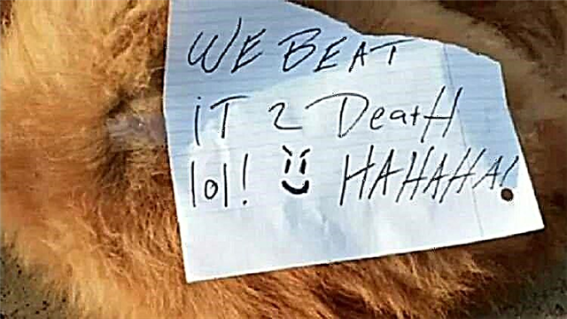 یک سگ در منطقه مسکو درست در هنگام کوتاه کردن مو درگذشت ، صاحب سگ داماد را به روشهای سادیستی متهم می کند