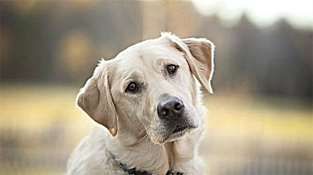 Krimbat e qenve: a mund të barten te njerëzit, si duken ato me feces dhe cilat pilula për të trajtuar