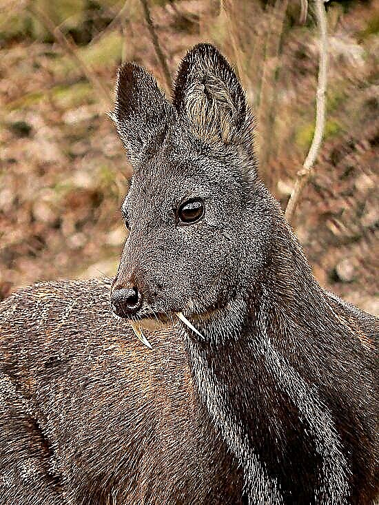 Angel nrog Demon Fangs: Siberian Musk Deer