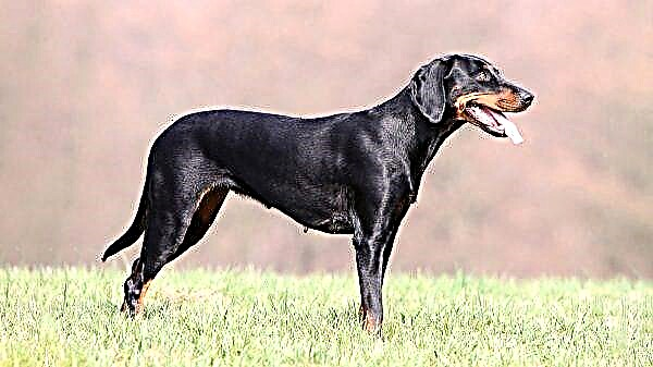 Austrian hound: foto, nkọwa maka ìgwè