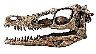 Velociraptor - dineasáir chreiche