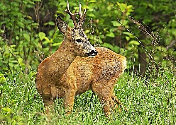 I-Roe Deer noma i-European Roe Deer