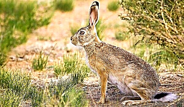 Зајакот: фотографија и опис, каде живее и што јаде?