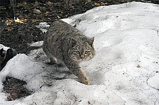 Mga ihalas nga steppe cat Pallas (Pallas cat)
