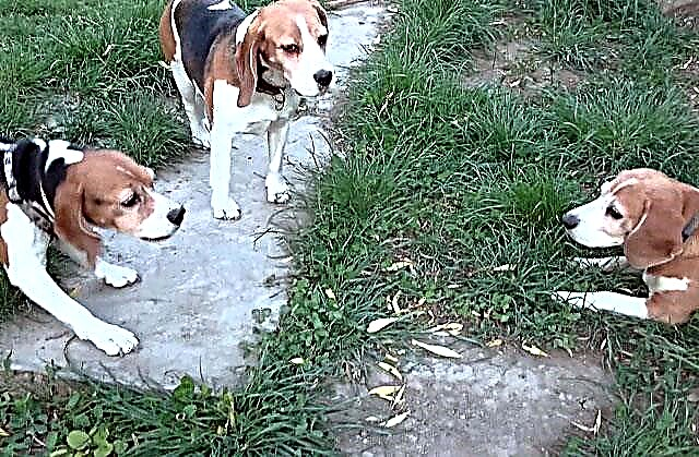 Lahat ng kailangan mong malaman tungkol sa beagle