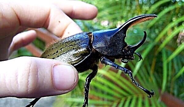 Beetle Hercules: përshkrimi, mënyra e jetesës, habitati, fakte interesante