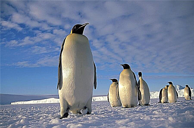 Kaisar penguin - deskripsi, habitat