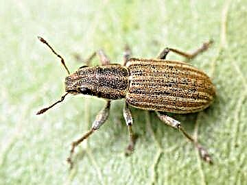 Elephantum beetle (beetle in naribus suis, curculio): per quae descriptionem edere: quam impetro rid