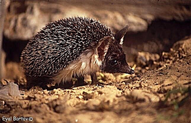 Hedgehog wa Ethiopia
