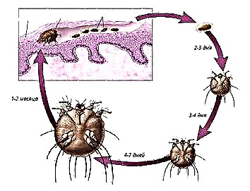 Sarcoptes scabiei жизненный цикл. Чесоточный зудень строение жизненный цикл. Жизненный цикл чесоточного клеща схема. Период жизненного цикла чесоточного клеща схема. Цикл развития чесоточного клеща