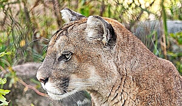 Cougar တိရိစ္ဆာန်