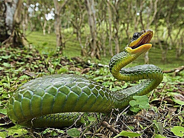Serpentes quis es? Descriptio photo insolita re terrena vita cruribus