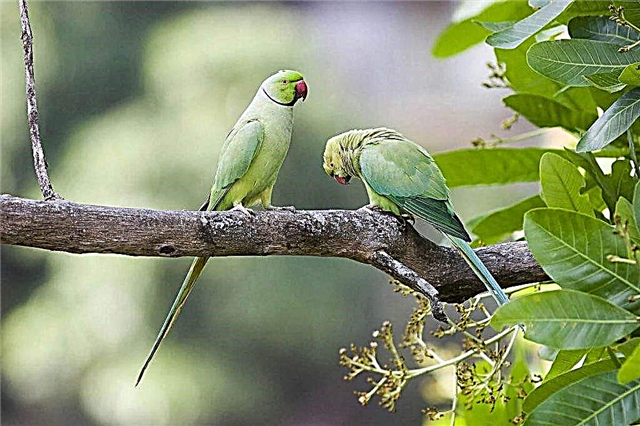 Parrots ວົງແຫວນຫຼືສາຍຄໍ - ນົກທີ່ສວຍງາມແລະມີຄວາມງາມ