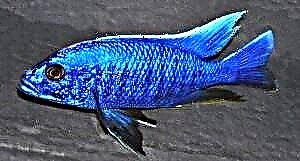 Haplochromis Cornflower ko'k