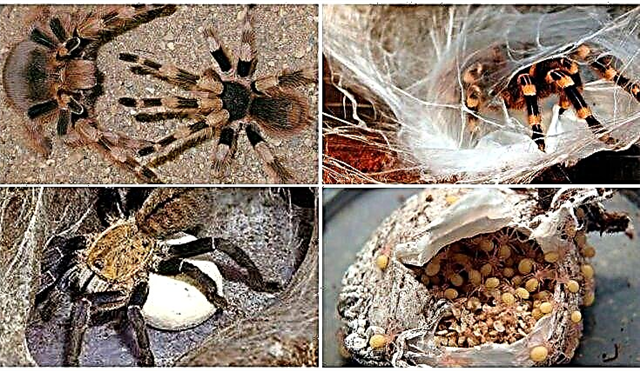 Spiders Tarantulas bụ anu ulo na ihe ekwesiri iche maka ichekwa na inye nri