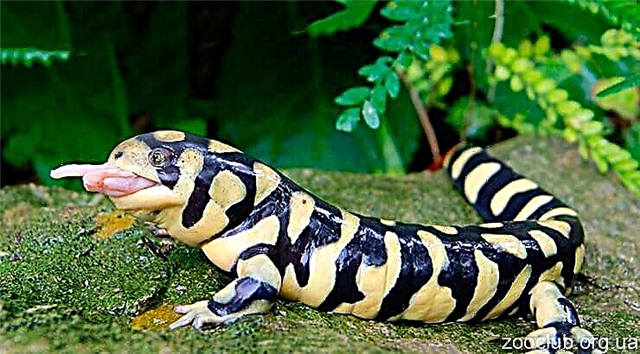 Macan Ambistoma, atanapi Salami Salamander
