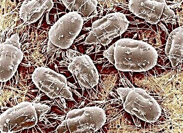 Все о пылевых клещах: как обезопасить свой дом от паразитов?
