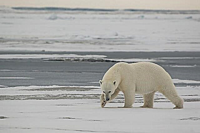 O explorador polar que alimentaba ao oso dixo a NTV que se defendía.