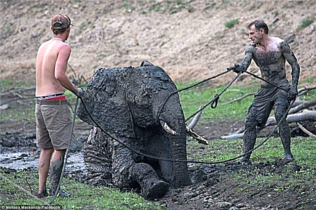 Slon žuri da se zahvali spasiocima