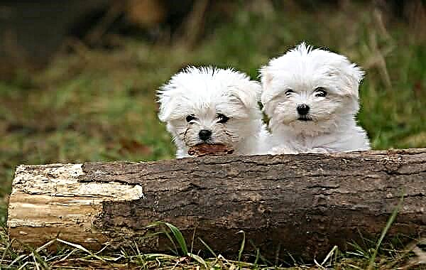 Maltese lap-dog: pros and cons, description of the breed