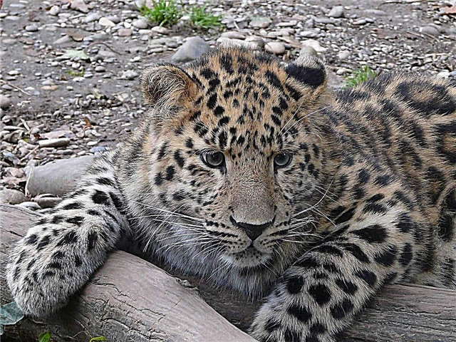 Daleki istočni leopard - veličanstvena tajga mačka