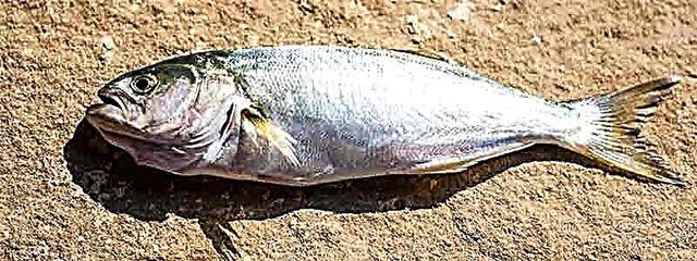 Lufar: peixe depredador dos mares negros e azovos