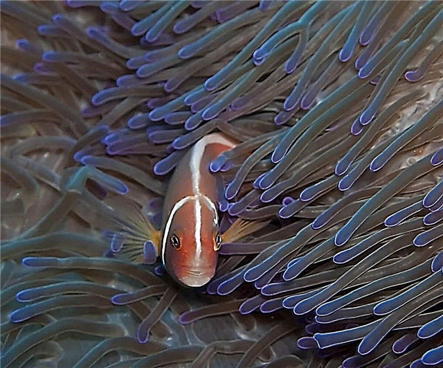 એમ્ફિપ્રિયન માછલીઘર માછલીનો રંગલો