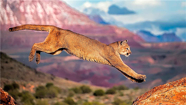 Puma dier. Beskrywing, kenmerke, spesies, lewenstyl en habitat van die cougar