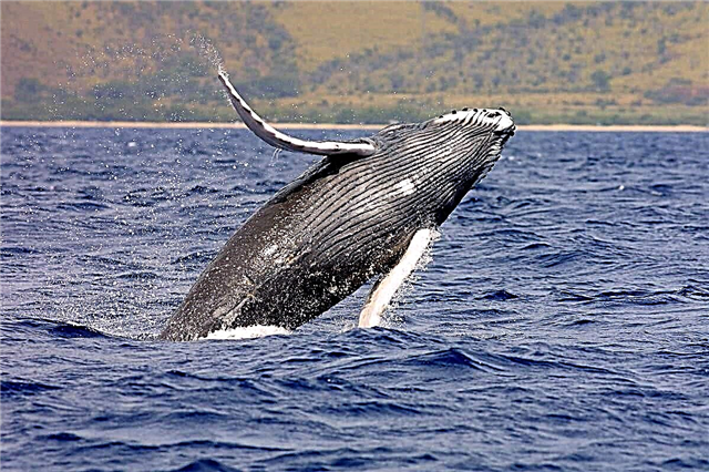 Humpback (humpback whale)