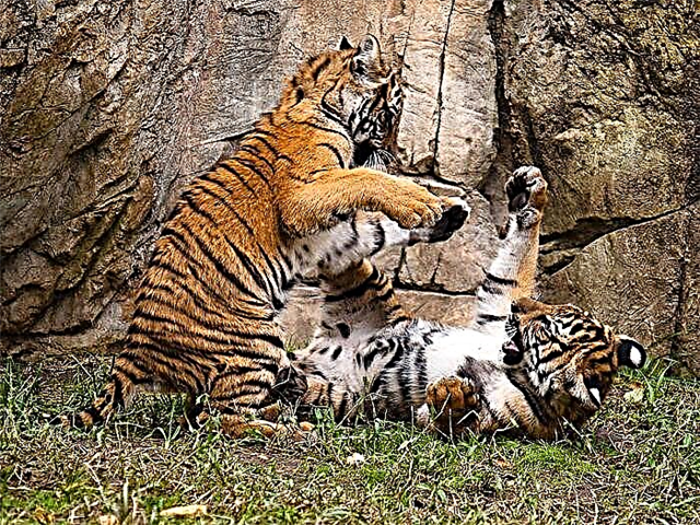 Malaesch Tiger: Beschreiwung, Foto