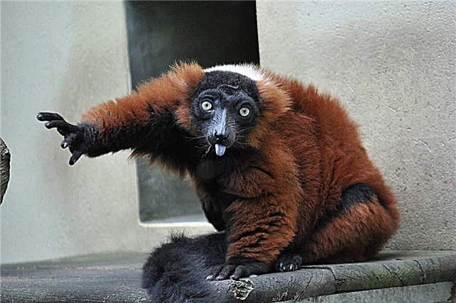 Pula ang ruffed lemur