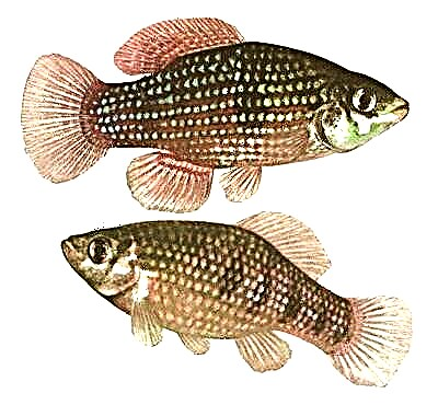 مچھلی فلوریڈا ، یا فلوریڈا اردنیلا