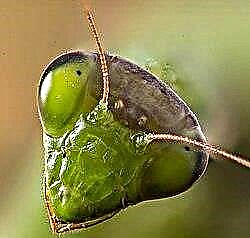 Lulja Mantis - më e ndritshme e familjes