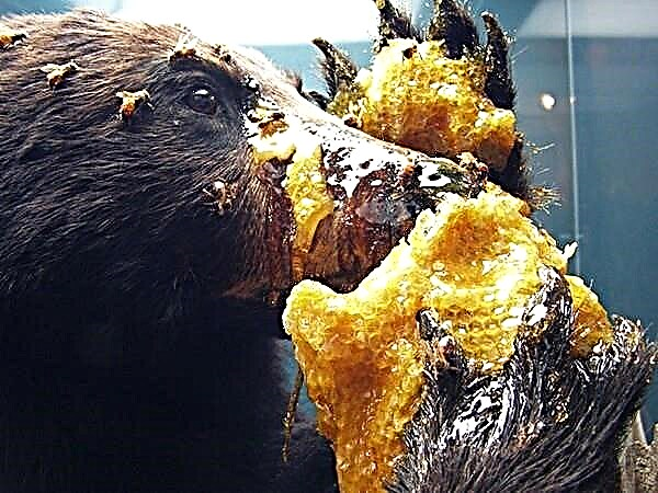 Интересни факти за кафеави мечки