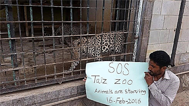 Kuyesabeka - Tale: e-Yalta Zoo, izilwane ziyafa ekuhlushweni kwasendle