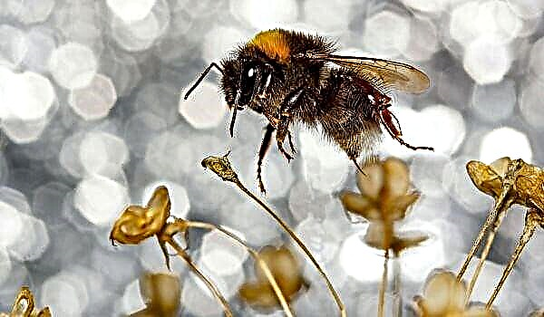 Bumblebee - flyer buzzing