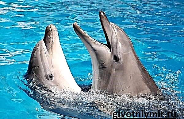 Dolphin Vipengele na makazi ya dolphins