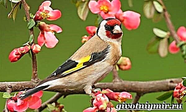 បក្សី Goldfinch ។ ការពិពណ៌នា, លក្ខណៈពិសេស, របៀបរស់នៅនិងជំរករបស់សត្វការ៉ូឌែលីស