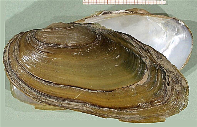 Mollusks bivalvi - filtri tal-qiegħ