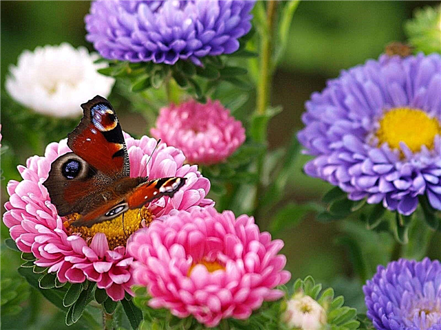 Chithunzi cha Peacock Butterfly