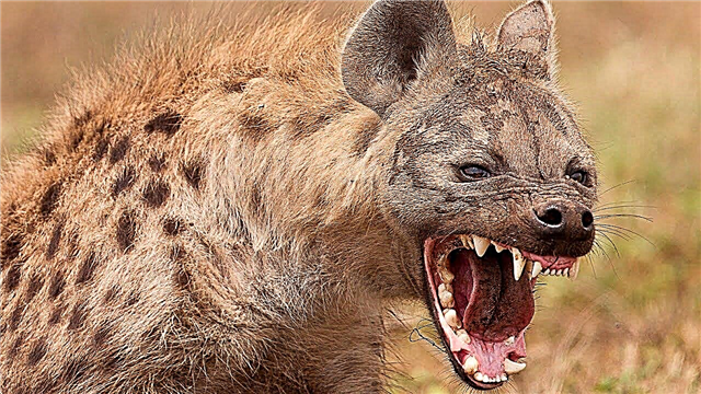 Nakintal na hyena