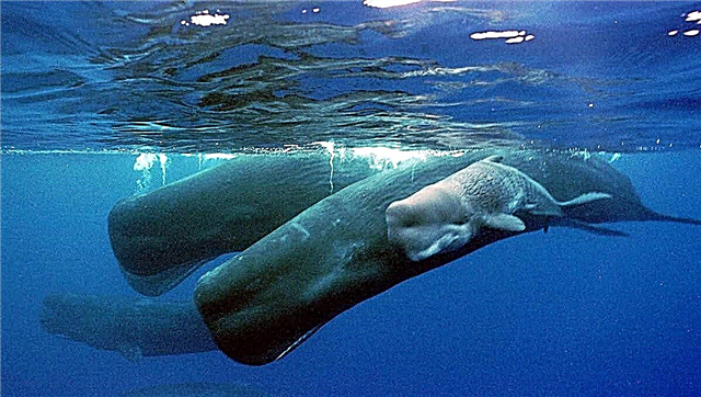 Сперма кит - суу астындагы гигант