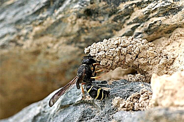 Ծովախեցգետին Wasp - հոգատար մայր