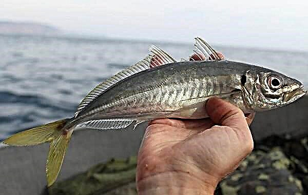 I-mackerel yamahhashi: izithombe eziyi-105 zezinhlanzi, incazelo yokuziphatha kwayo kanye nevidiyo yendawo yokuhlala ama-mackerel angama-professional