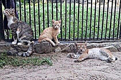 Sa zoo ng Novosibirsk, isang domestic cat ang nagpapakain ng isang lynx